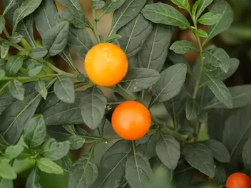 Psianka koralowa - zdjęcie 3