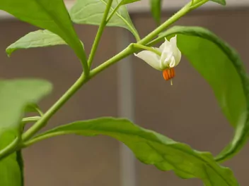 Psianka koralowa - zdjęcie 4