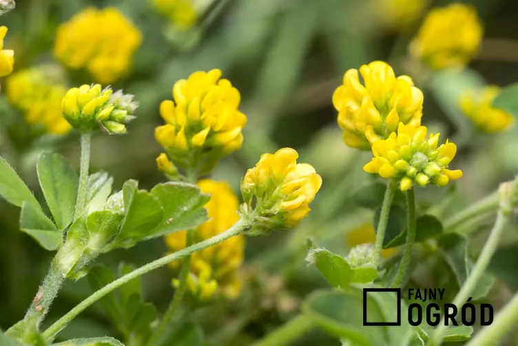 Lucerna chmielowa Lucerna chmielowa