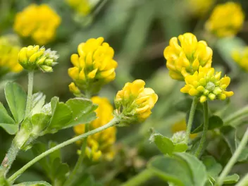 Lucerna nerkowata - zdjęcie 2