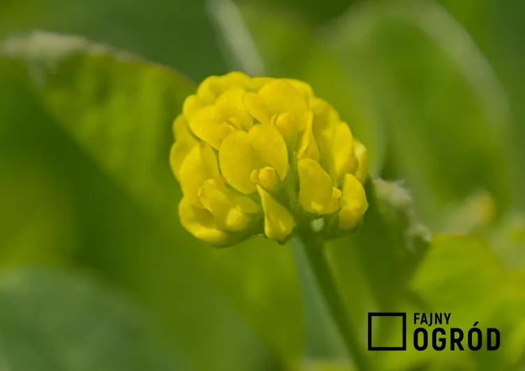 Lucerna nerkowata Lucerna nerkowata