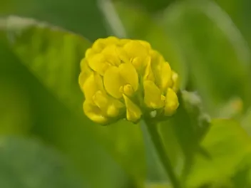 Lucerna nerkowata - zdjęcie 4