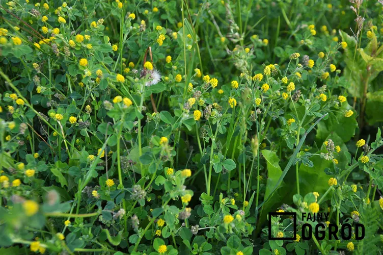 Lucerna nerkowata - zdjęcie 5 Lucerna nerkowata - zdjęcie 5