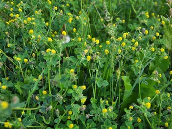 Lucerna nerkowata - zdjęcie 5