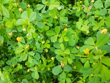 Zdjęcie ilustrujące lucerna nerkowata