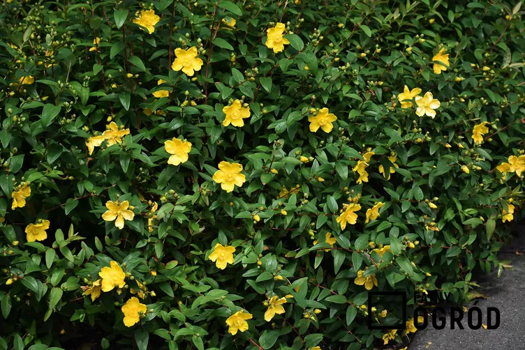 Dziurawiec wielkokwiatowy Dziurawiec wielkokwiatowy