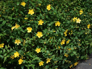 Dziurawiec kielichowaty - zdjęcie 2