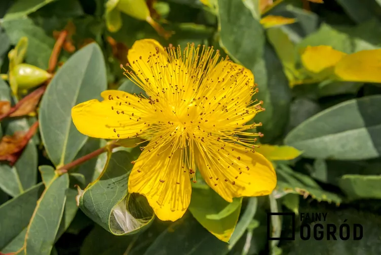 Dziurawiec kielichowaty Dziurawiec kielichowaty