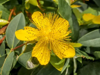 Dziurawiec kielichowaty - zdjęcie 3