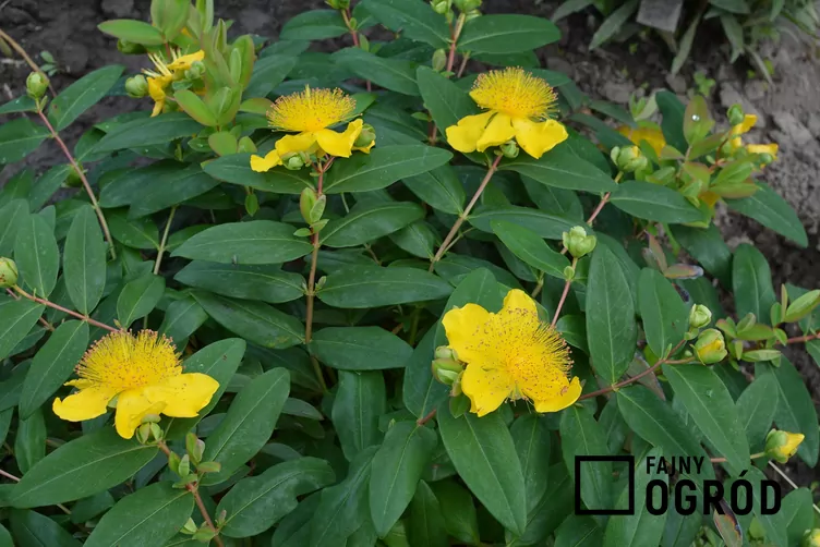 Dziurawiec kielichowaty Dziurawiec kielichowaty