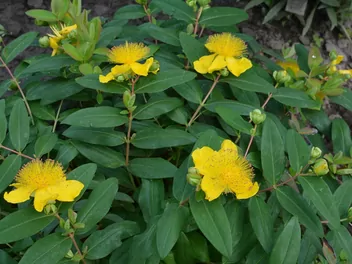 Dziurawiec kielichowaty - zdjęcie 4