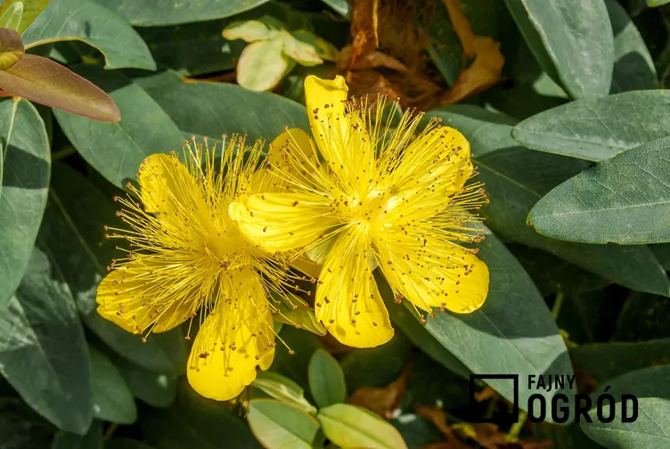 Dziurawiec kielichowaty - zdjęcie 5 Dziurawiec kielichowaty - zdjęcie 5