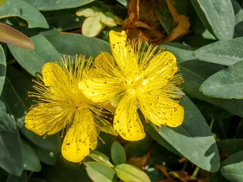 Dziurawiec kielichowaty - zdjęcie 5