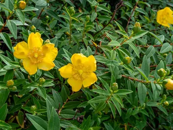 Zdjęcie ilustrujące dziurawiec kielichowaty