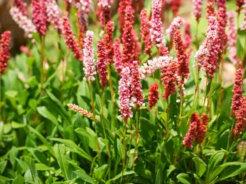 Ilustracja rośliny rdest pokrewny