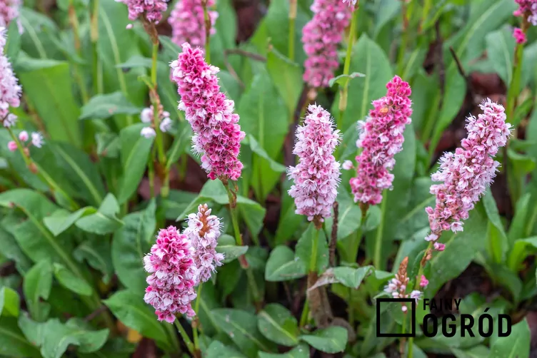 Persicaria affinis Persicaria affinis