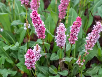 Rdest pokrewny - zdjęcie 2