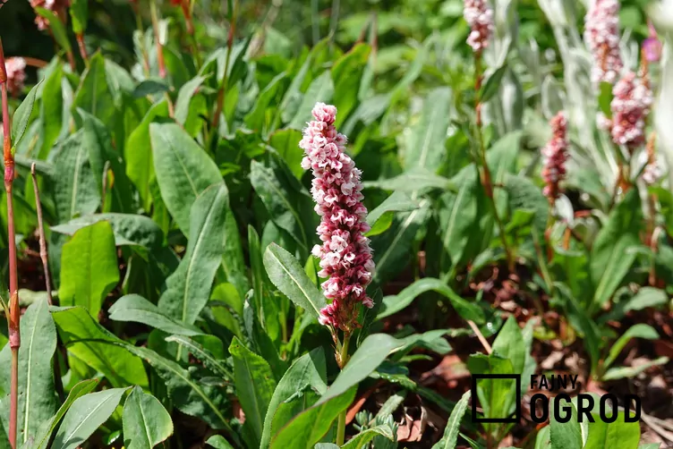 Polygonum affine Polygonum affine