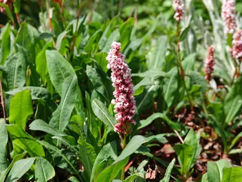 Rdest pokrewny - zdjęcie 3