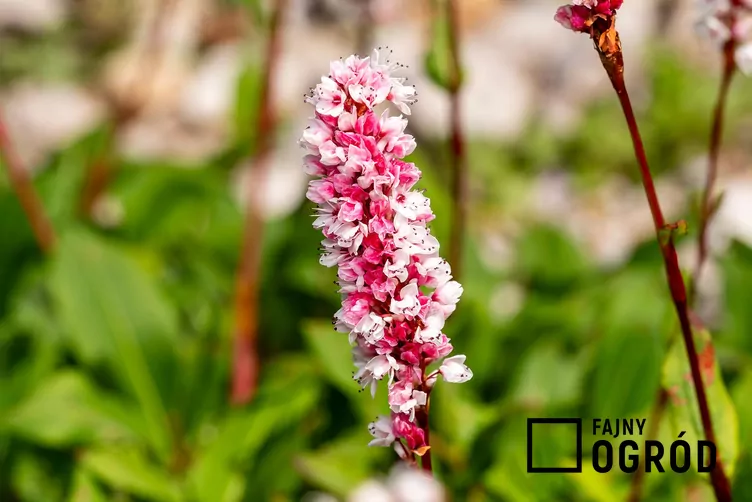 Rdest pokrewny Rdest pokrewny