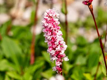 Rdest pokrewny - zdjęcie 4