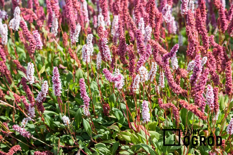 Rdest pokrewny - zdjęcie 5 Rdest pokrewny - zdjęcie 5