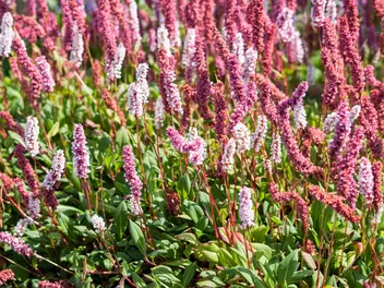 Rdest pokrewny - zdjęcie 5