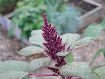 Ilustracja rośliny szarłat posępny