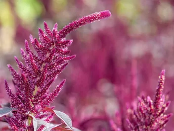 Szarłat posępny - zdjęcie 2