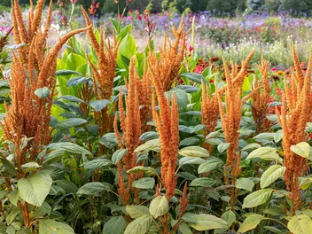 Szarłat posępny - zdjęcie 3