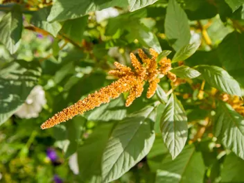 Szarłat posępny - zdjęcie 4