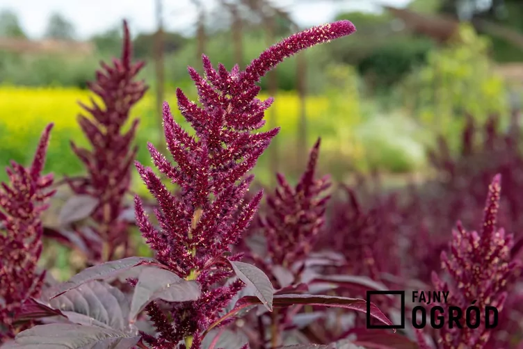 Szarłat posępny - zdjęcie 5