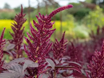 Szarłat posępny - zdjęcie 5