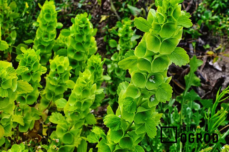 Gniazdeczka dzwonkowate Gniazdeczka dzwonkowate