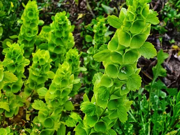 Dzwonki irlandzkie - zdjęcie 2