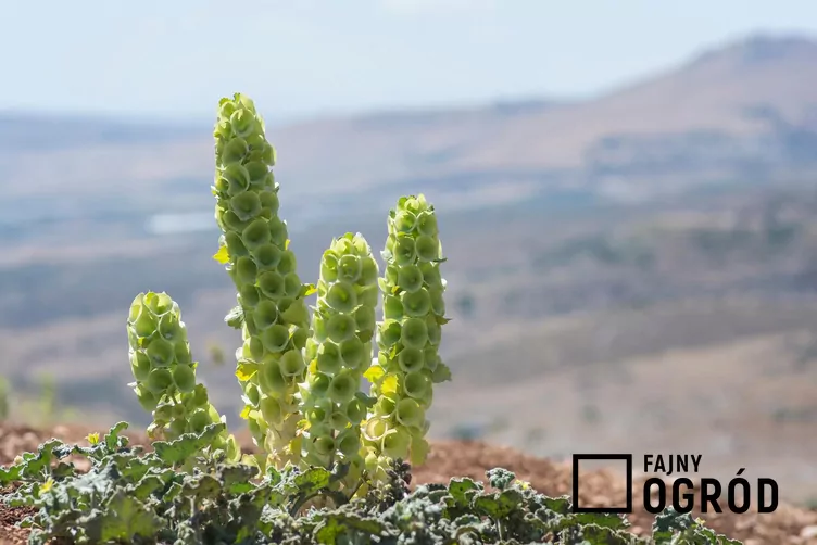 Dzwonek irlandzki Dzwonek irlandzki