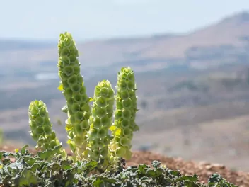 Dzwonki irlandzkie - zdjęcie 3