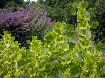 Dzwonki irlandzkie - zdjęcie 4