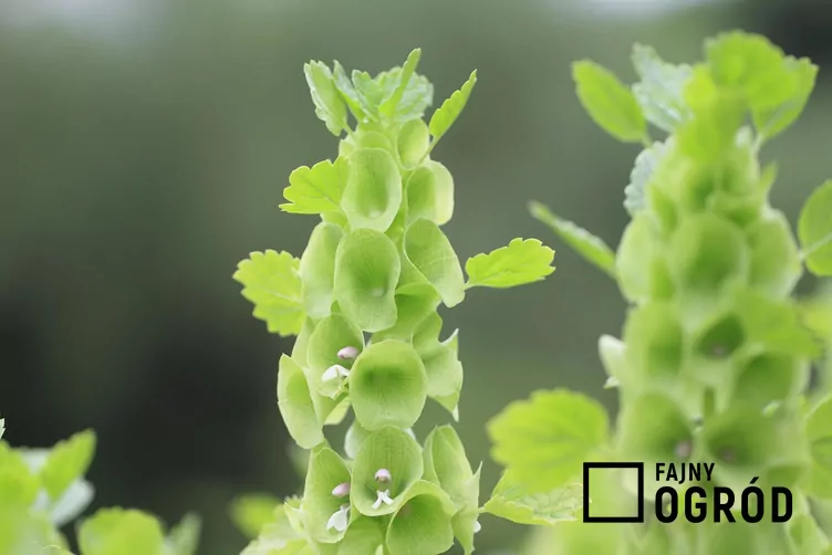 Dzwonki irlandzkie - zdjęcie 5 Dzwonki irlandzkie - zdjęcie 5