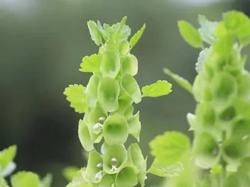 Dzwonki irlandzkie - zdjęcie 5