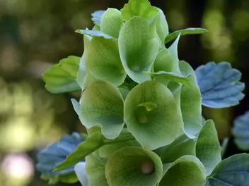 Ilustracja rośliny dzwonki irlandzkie