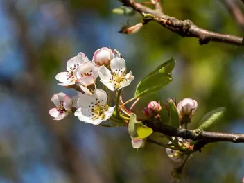 Zdjęcie ilustrujące morela 'goldrich'