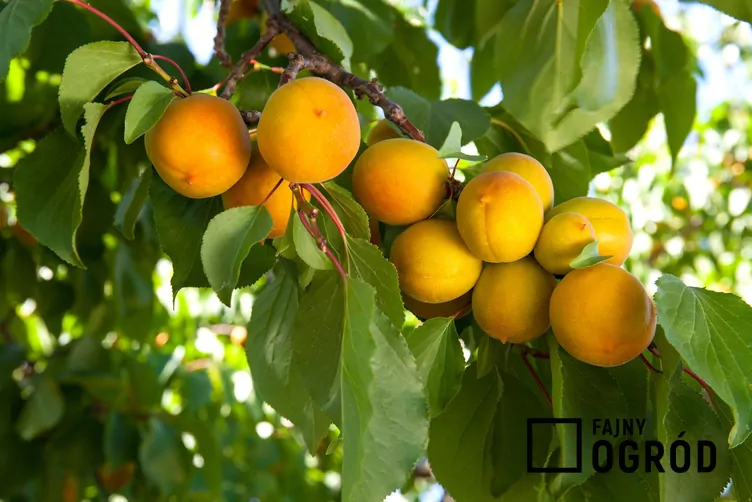 Morela goldrich Morela goldrich