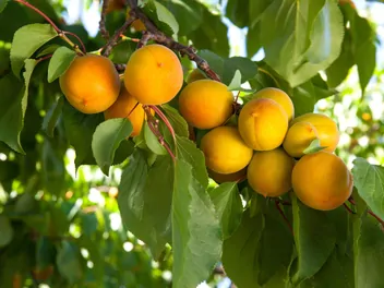 Morela 'Goldrich' - zdjęcie 2