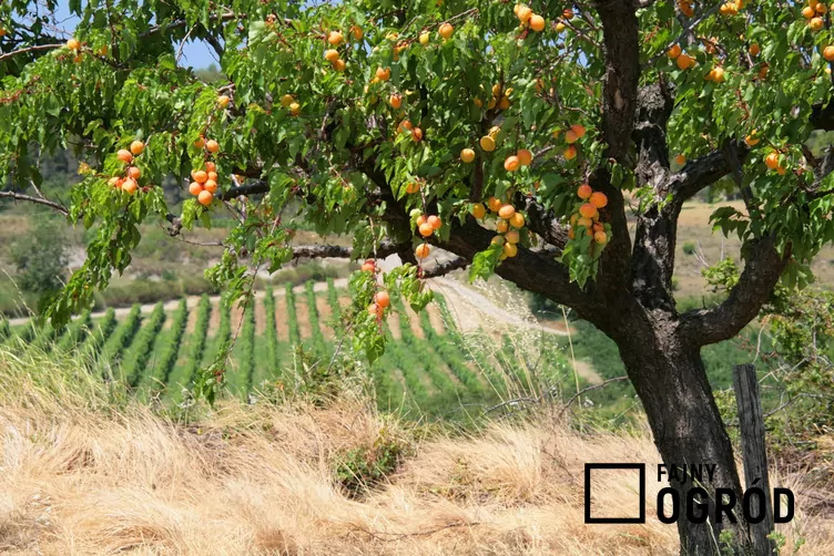 Morela 'Goldrich' Morela 'Goldrich'