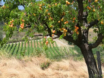 Morela 'Goldrich' - zdjęcie 3