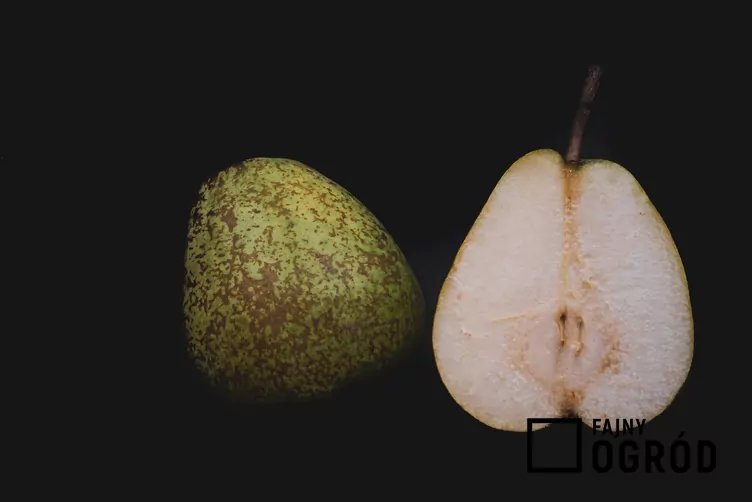 Grusza lukasówka