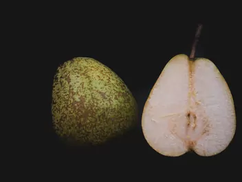 Grusza ‘Alexander Lucas’ - zdjęcie 2