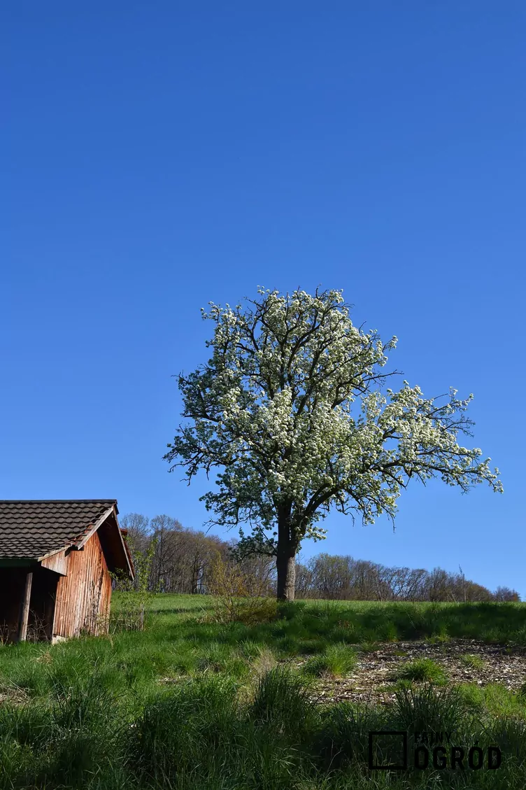 Grusza ‘Alexander Lucas’