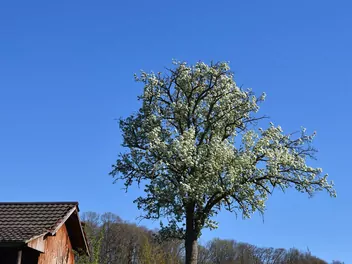 Grusza ‘Alexander Lucas’ - zdjęcie 3